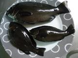 DSC01297.JPG