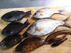DSC02286.JPG